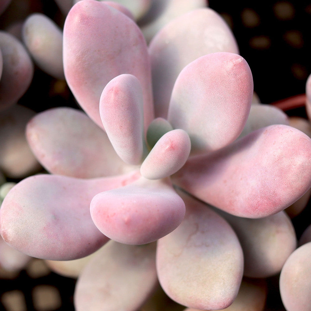 Pachyphytum oviferum - Pink Moonstone [large]