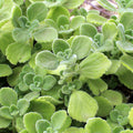 Plectranthus tomentosa - Vicks Plant