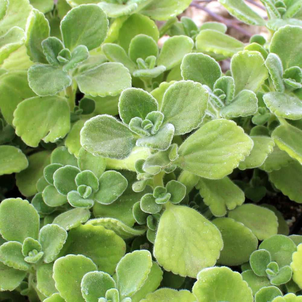 Plectranthus tomentosa - Vicks Plant