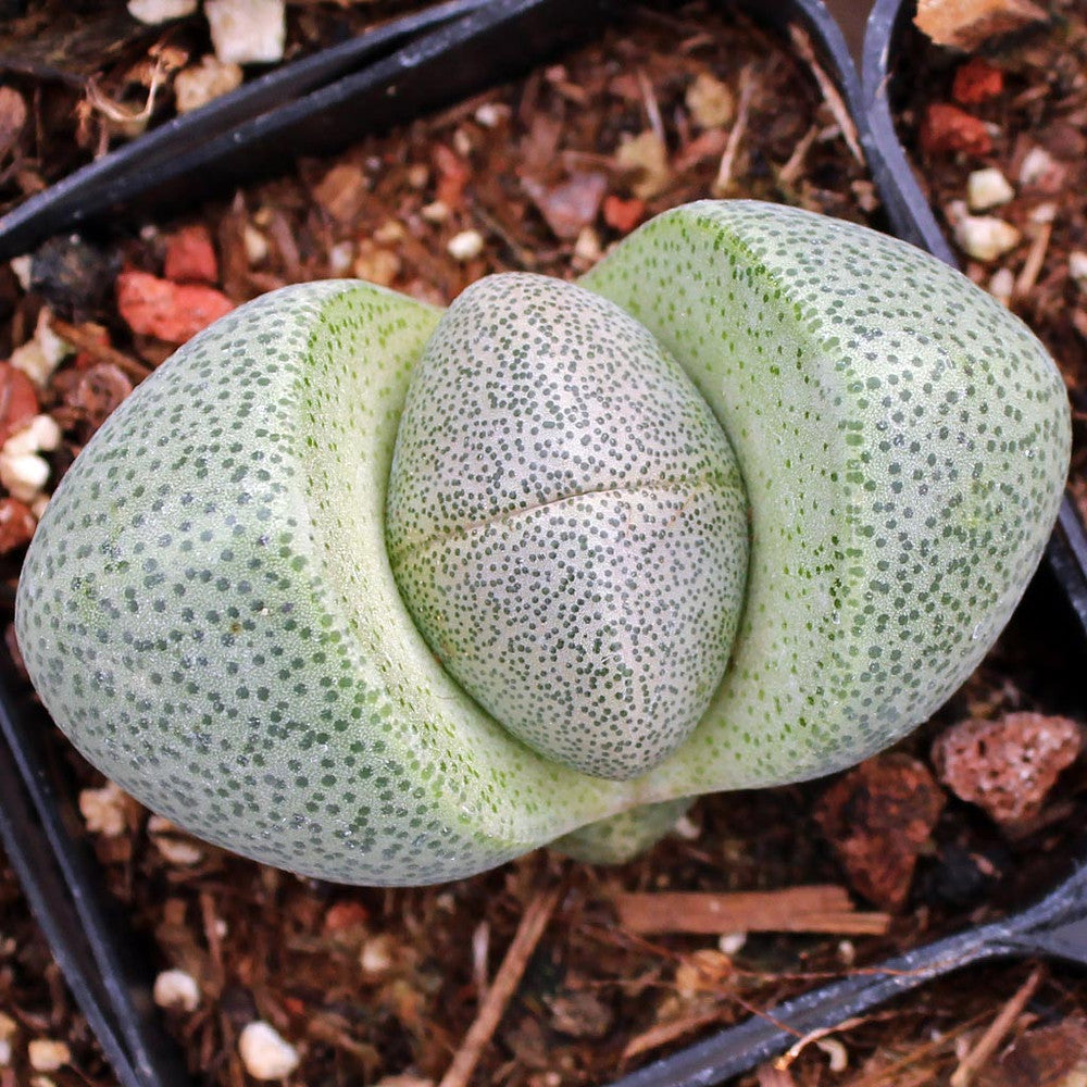 Pleiospilos nelii - Split Rock