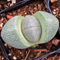 Pleiospilos nelii - Split Rock