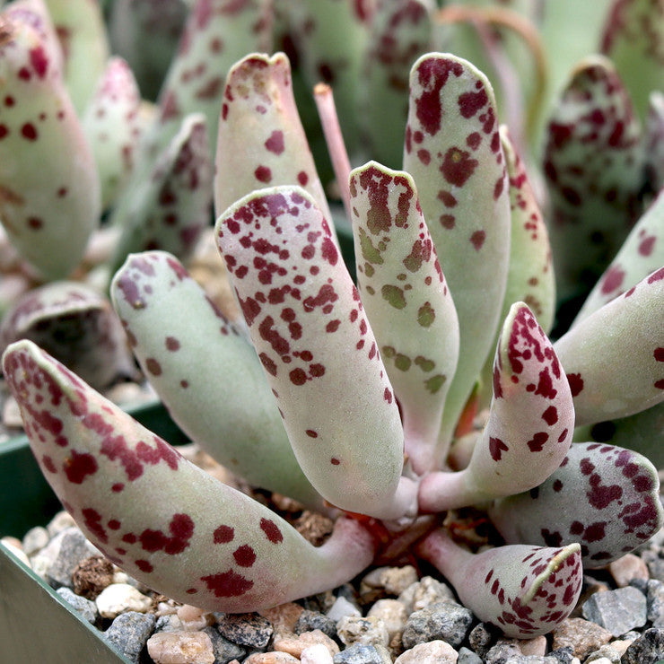 Adromischus cooperi - Plover Eggs