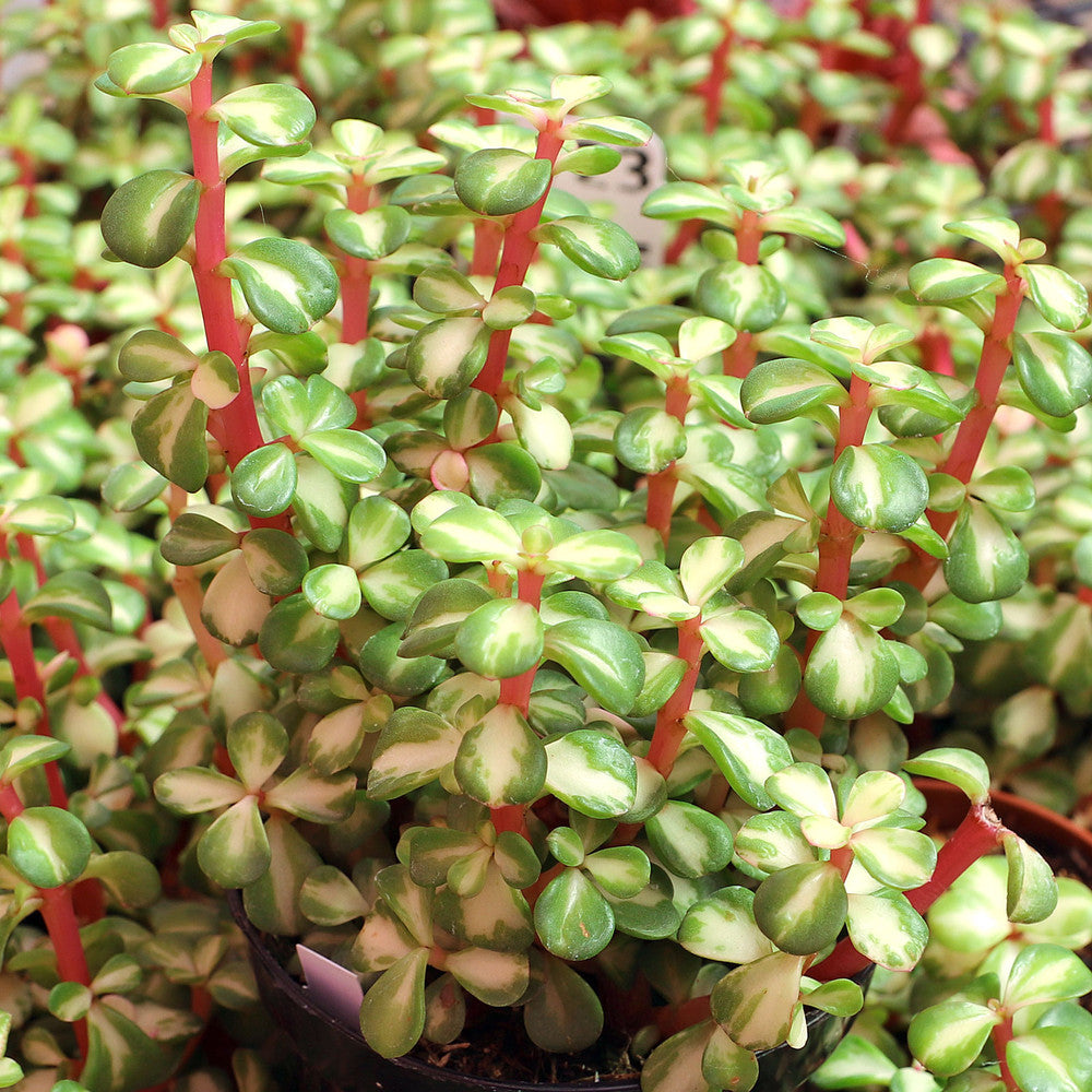 Portulacaria afra 'Medio-picta' - Midstripe Rainbow Bush [large]