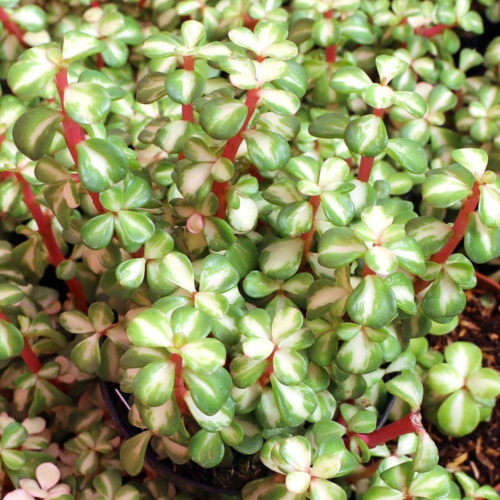 Portulacaria afra 'Medio-picta' - Midstripe Rainbow Bush [large]