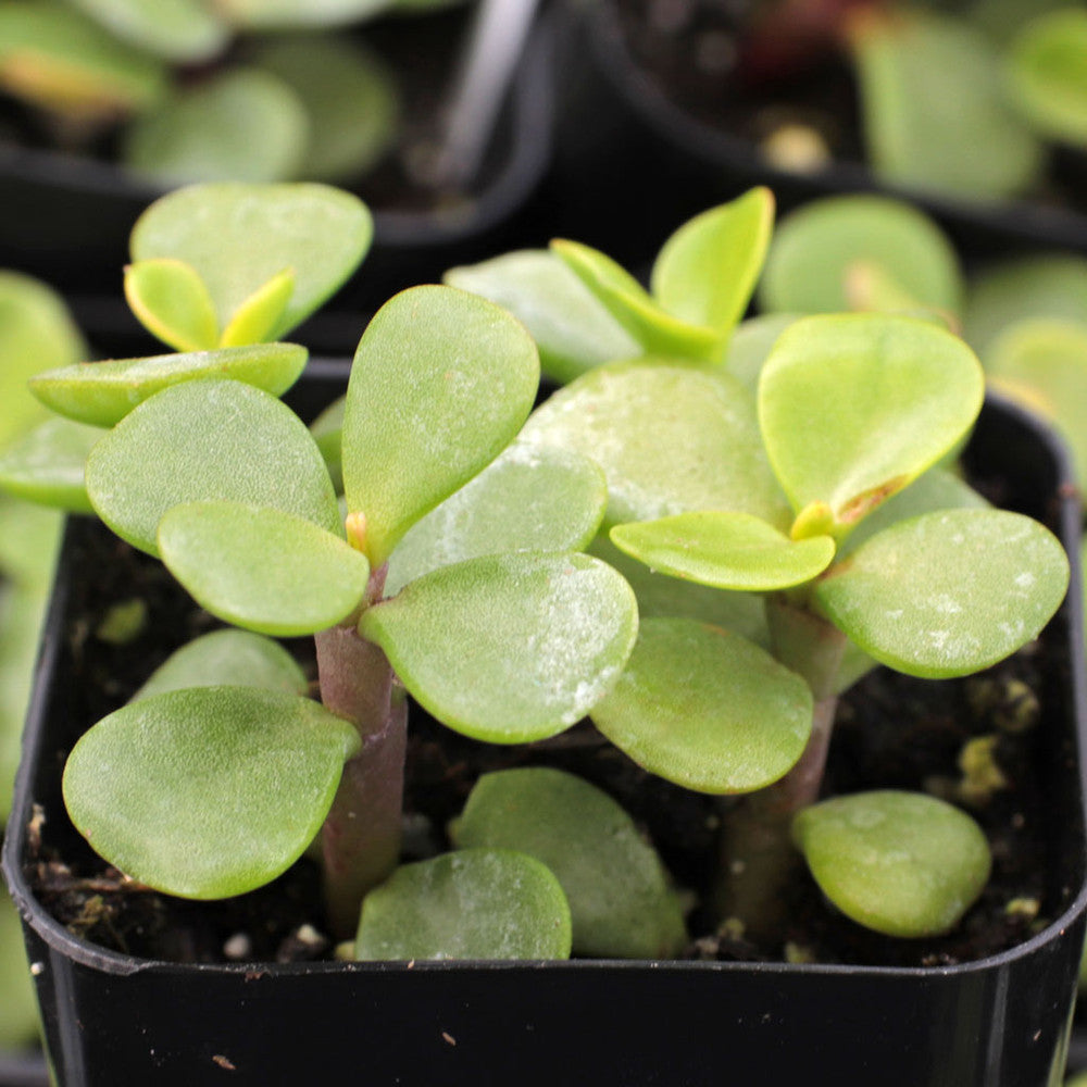Portulacaria afra 'Green' - Elephant Bush