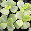 Portulacaria afra 'Green' - Elephant Bush