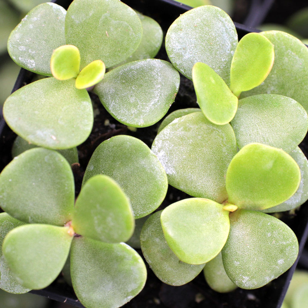 Portulacaria afra 'Green' - Elephant Bush
