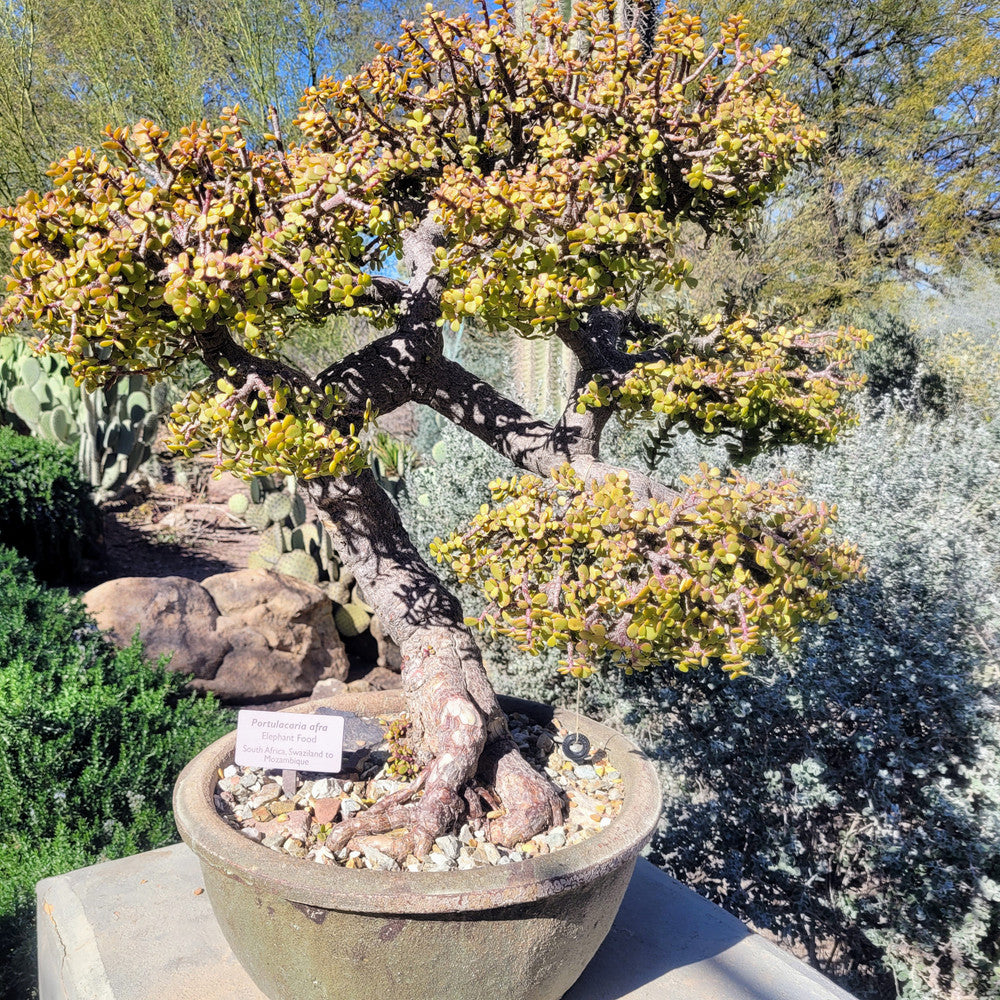 Portulacaria afra 'Green' - Elephant Bush