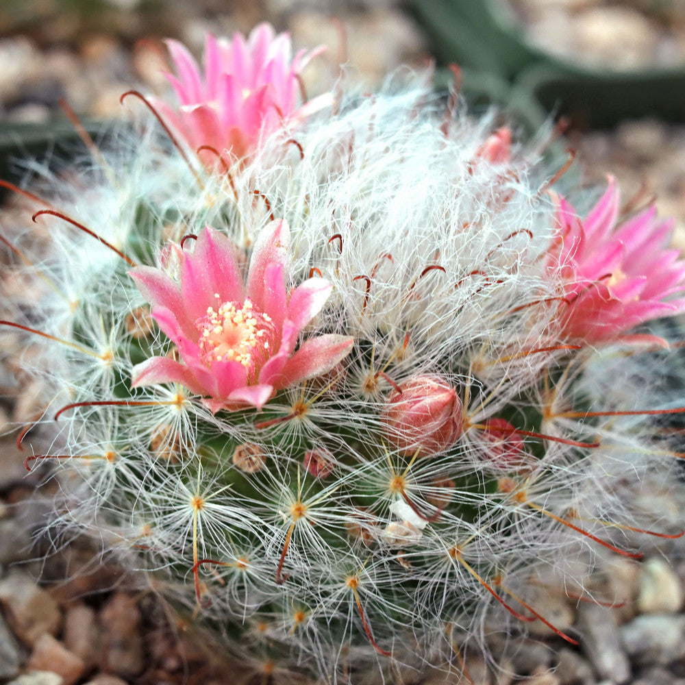 Mammillaria bocasana - Powder Puff Cactus [large]