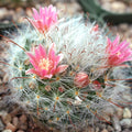 Mammillaria bocasana - Powder Puff Cactus [large]