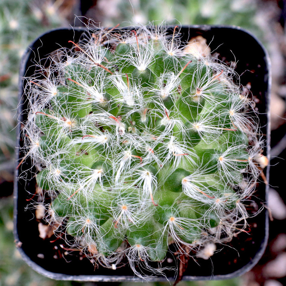 Mammillaria bocasana - Powder Puff Cactus [large]