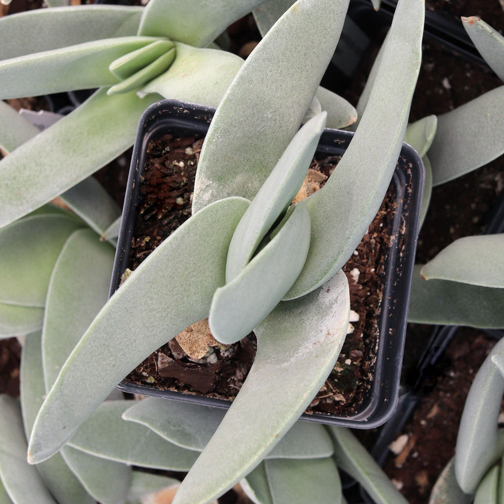 Crassula perfoliata ssp. falcata - Propeller Plant [limited]