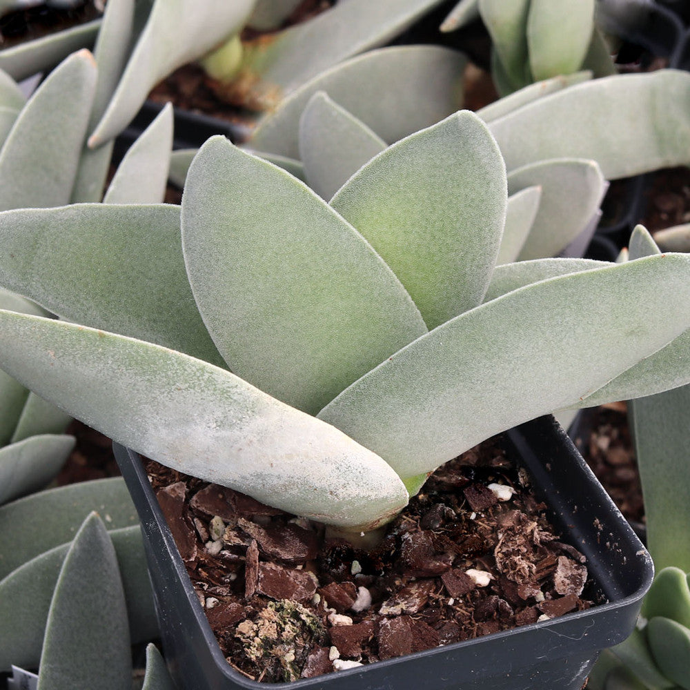 Crassula perfoliata ssp. falcata - Propeller Plant [limited]
