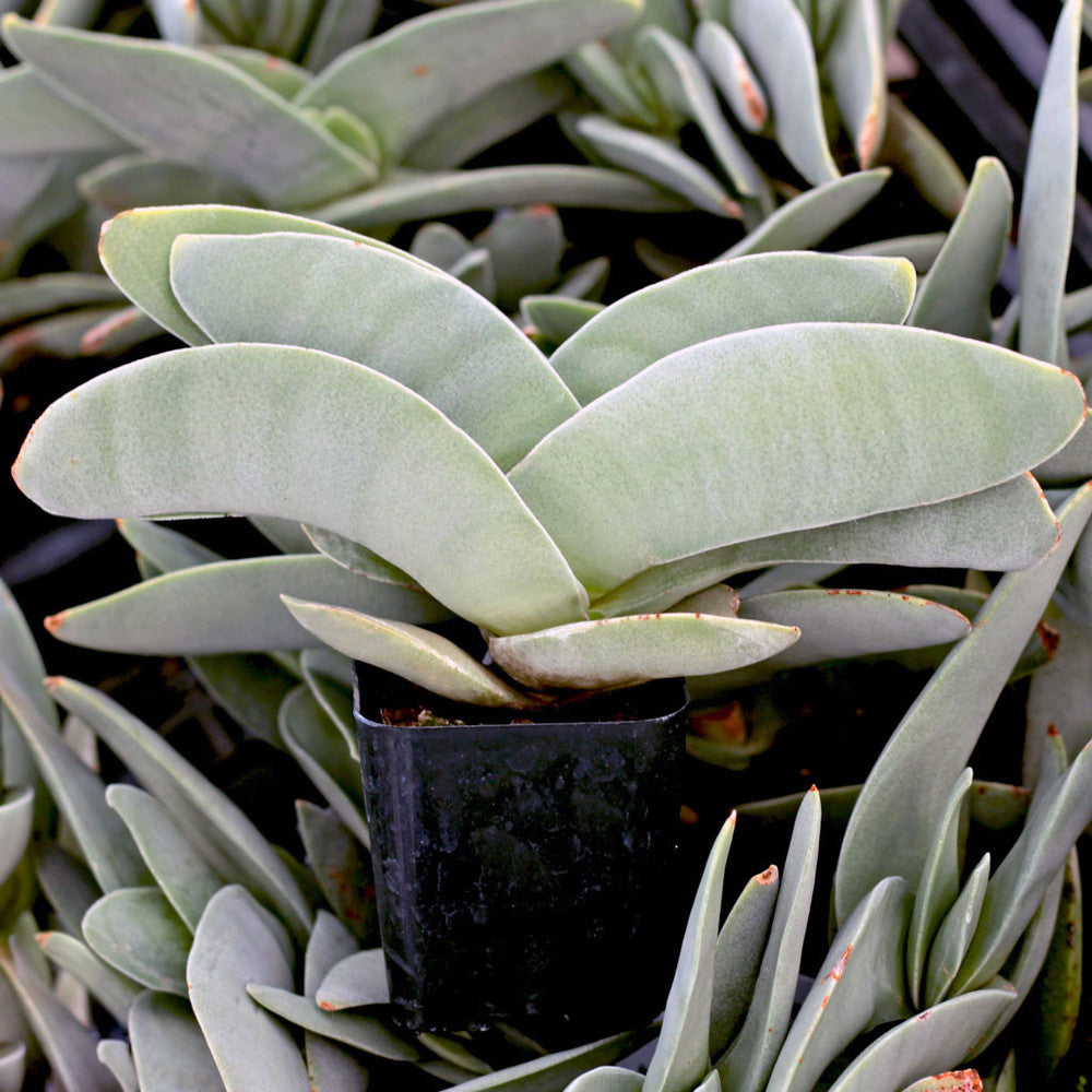 Crassula perfoliata ssp. falcata - Propeller Plant [limited]