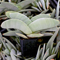 Crassula perfoliata ssp. falcata - Propeller Plant [limited]