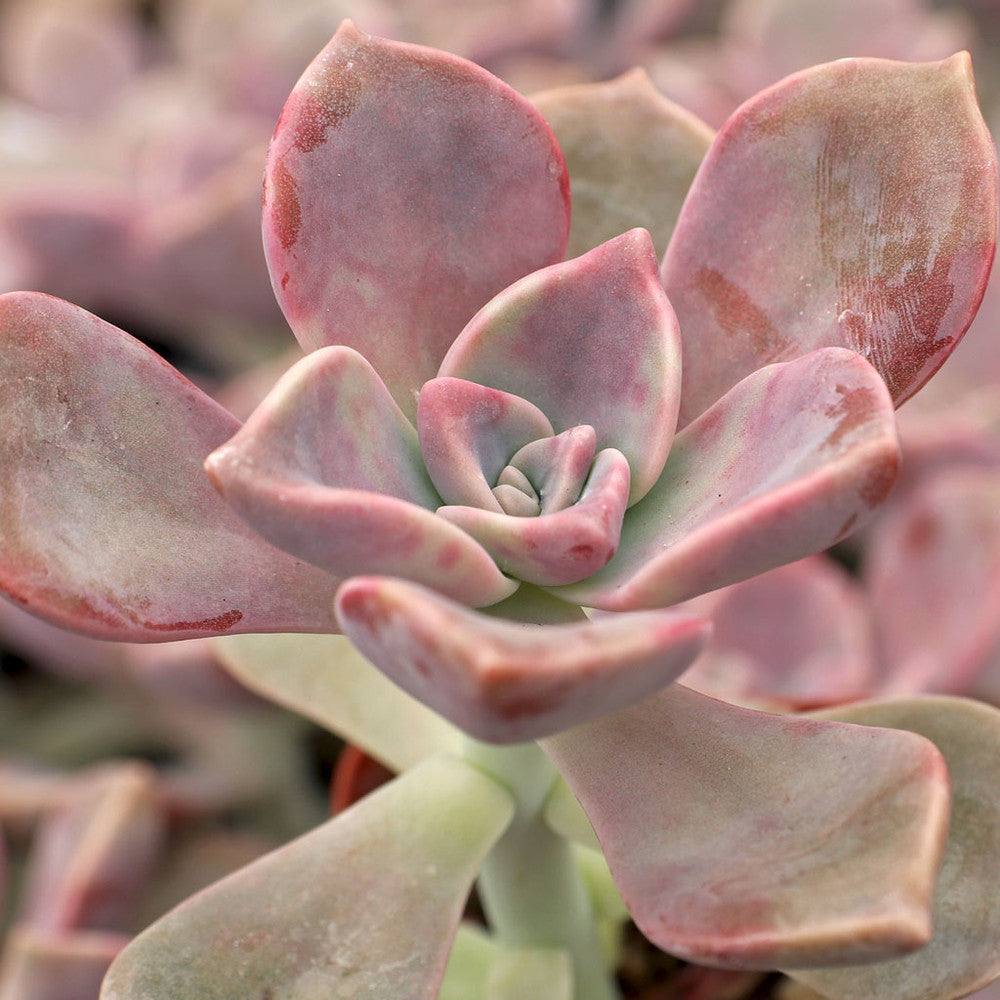 Graptopetalum 'Purple Delight'