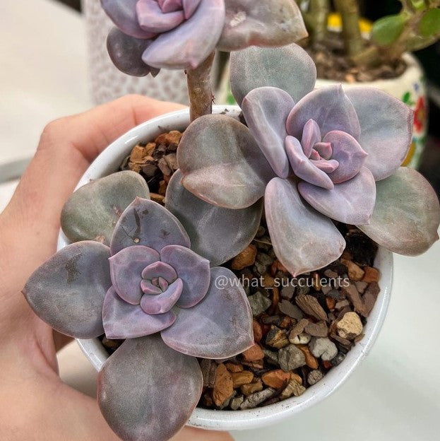 Graptopetalum 'Purple Delight'
