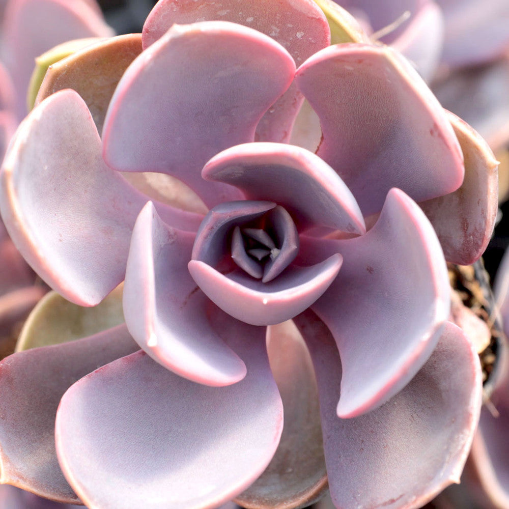 Echeveria 'Purple Pearl'