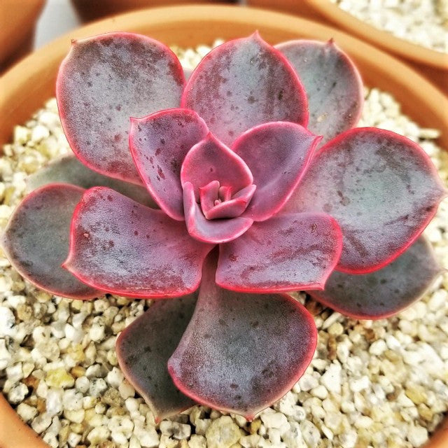 Echeveria 'Purple Pearl'