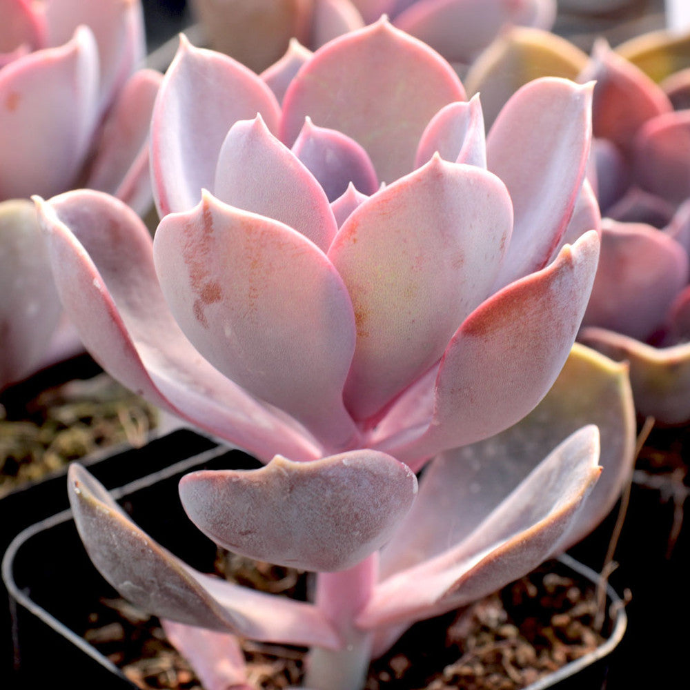 Echeveria 'Purple Pearl'