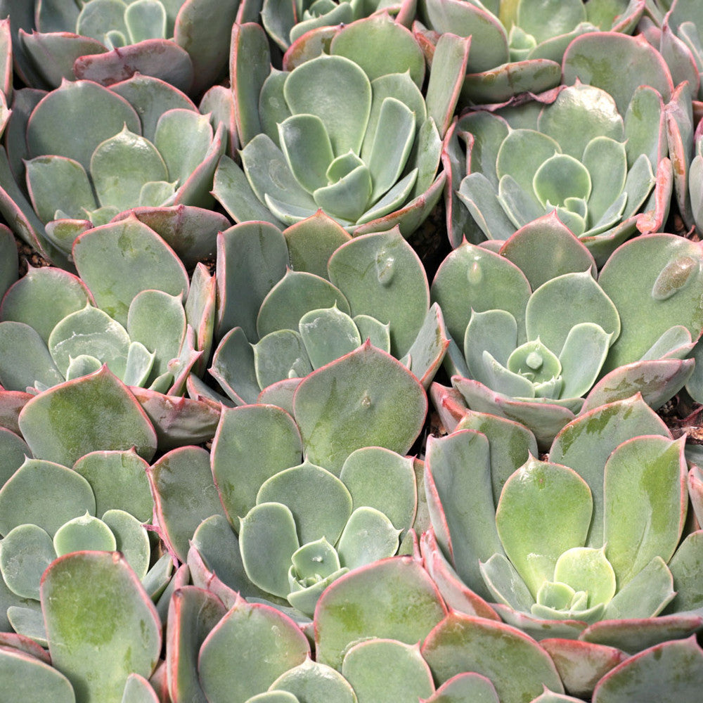 Echeveria 'Raindrops'