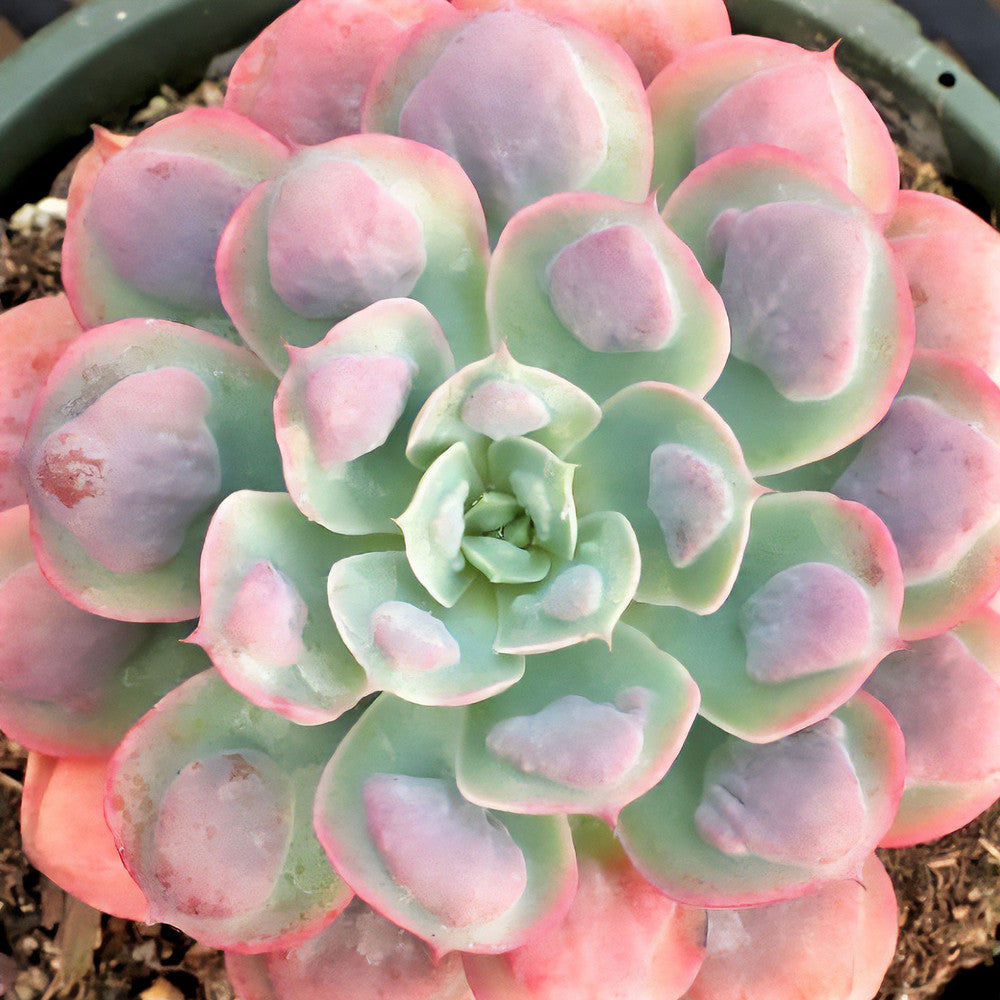 Echeveria 'Raindrops'