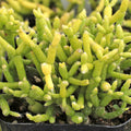 Rhipsalis cereuscula - Coral Cactus