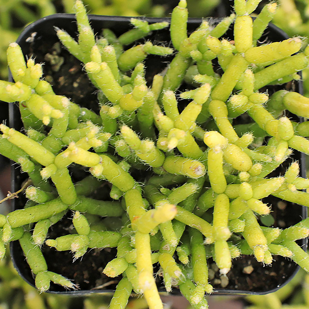 Rhipsalis cereuscula - Coral Cactus