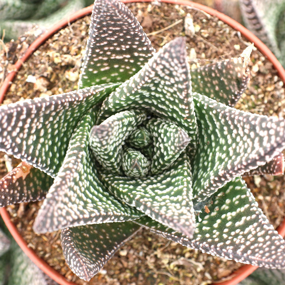 Gasteraloe 'Royal Highness'