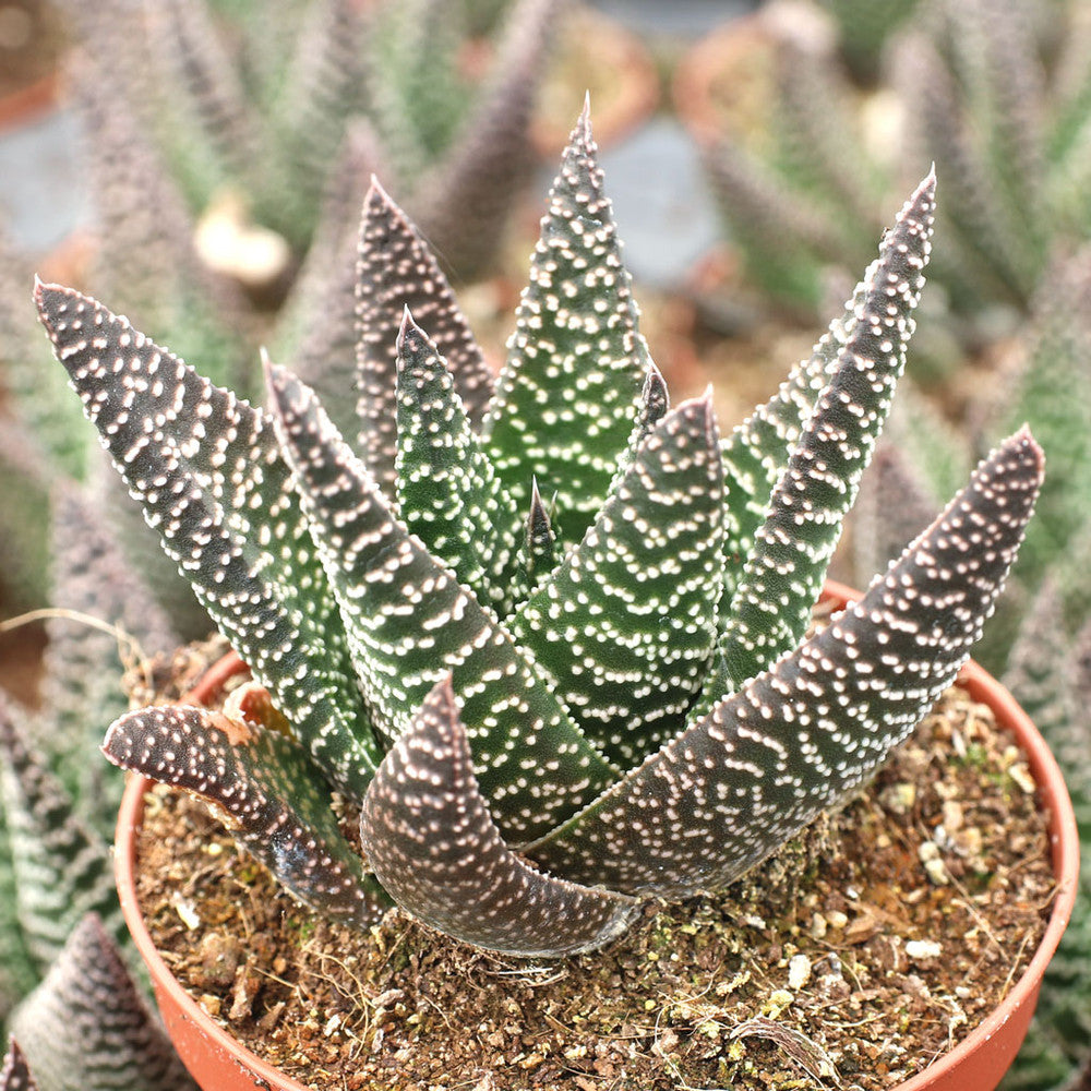 Gasteraloe 'Royal Highness'