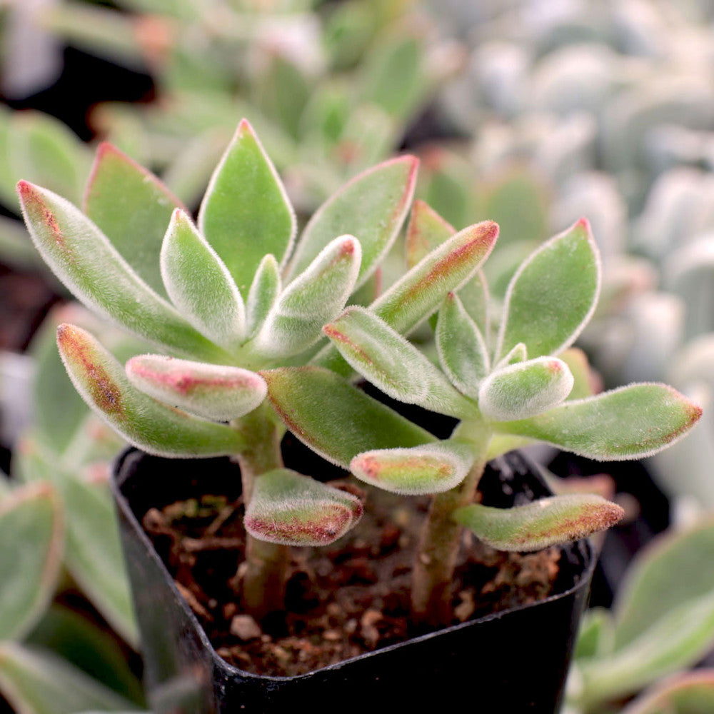 Echeveria harmsii 'Ruby Slippers'
