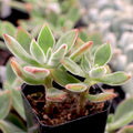 Echeveria harmsii 'Ruby Slippers'
