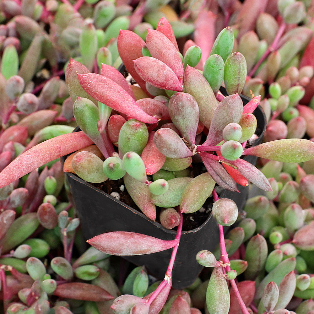 Othonna capensis 'Ruby Necklace'
