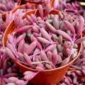 Othonna capensis 'Ruby Necklace' [large]