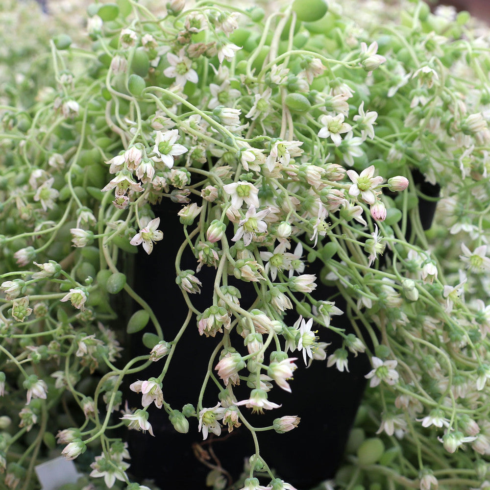 Sedum dasyphyllum 'Himalayan Skies' [large]