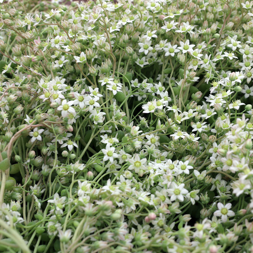 Sedum dasyphyllum 'Himalayan Skies' [large]