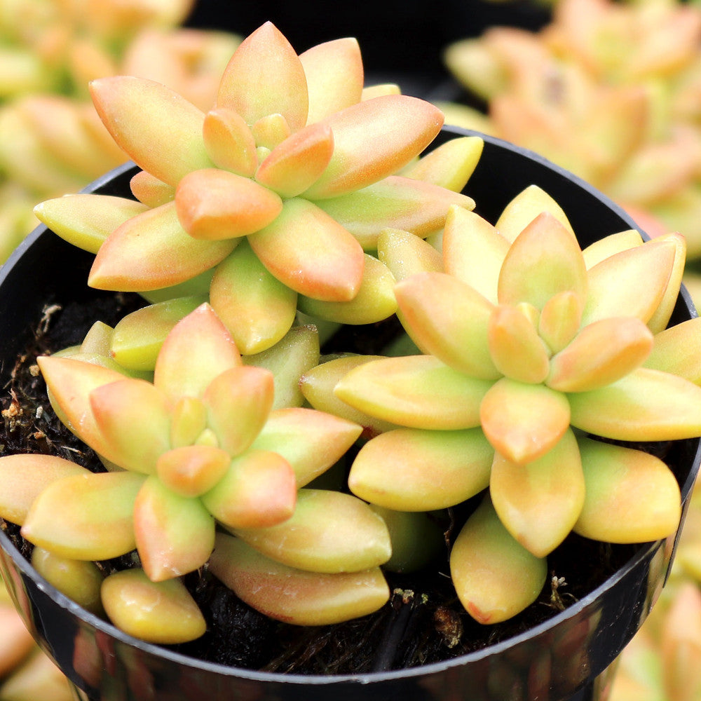 Sedum adolphi 'Gold Dust'
