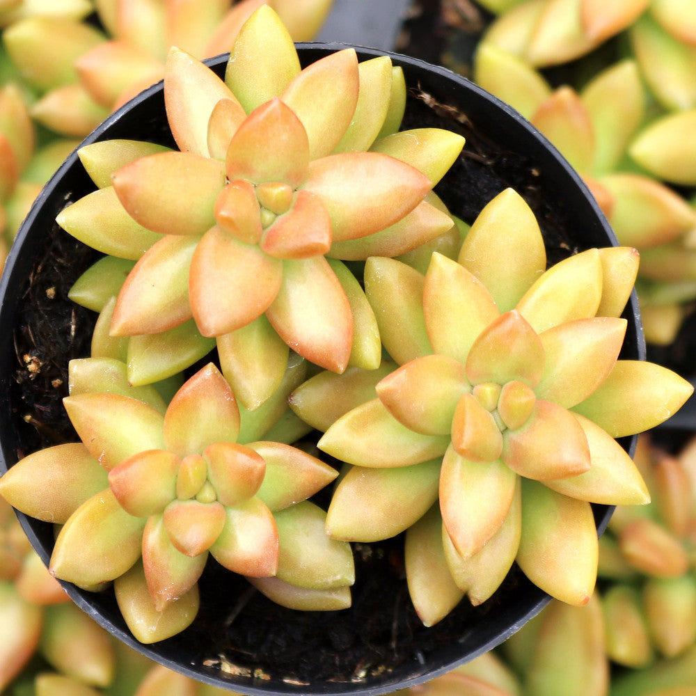 Sedum adolphi 'Gold Dust'