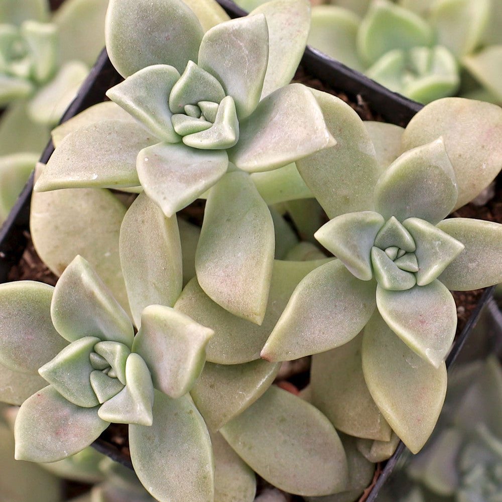 Graptoveria 'Harry Watson'