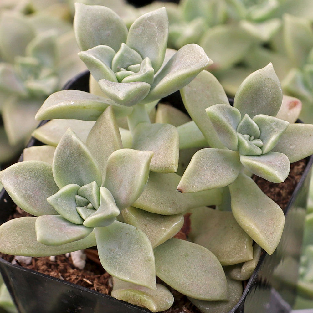 Graptoveria 'Harry Watson'