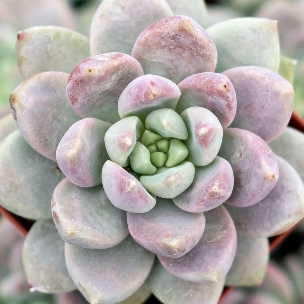 Sedeveria 'Lilac Mist'