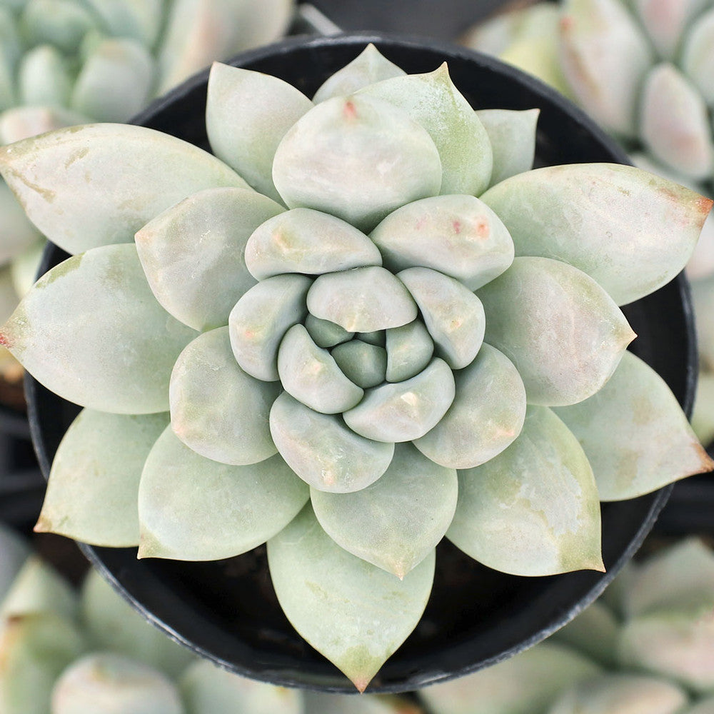 Sedeveria 'Lilac Mist'