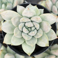 Sedeveria 'Lilac Mist'