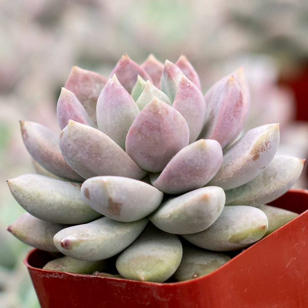 Sedeveria 'Lilac Mist'