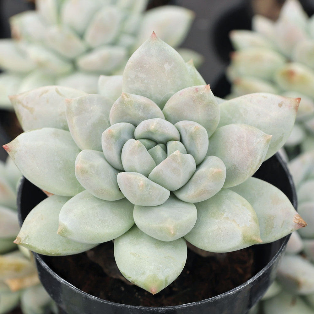 Sedeveria 'Lilac Mist'