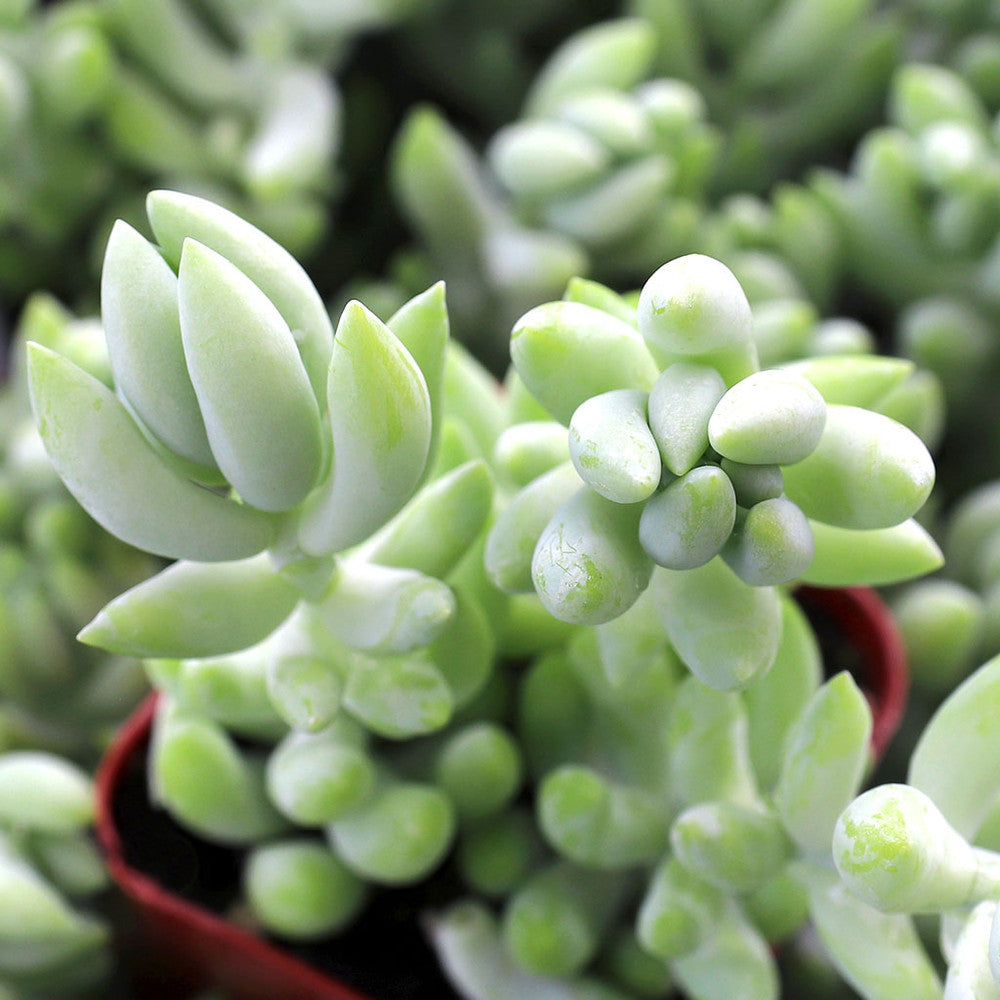 Sedum morganianum - Burro's Tail, Donkey's Tail