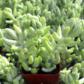 Sedum morganianum - Burro's Tail, Donkey's Tail