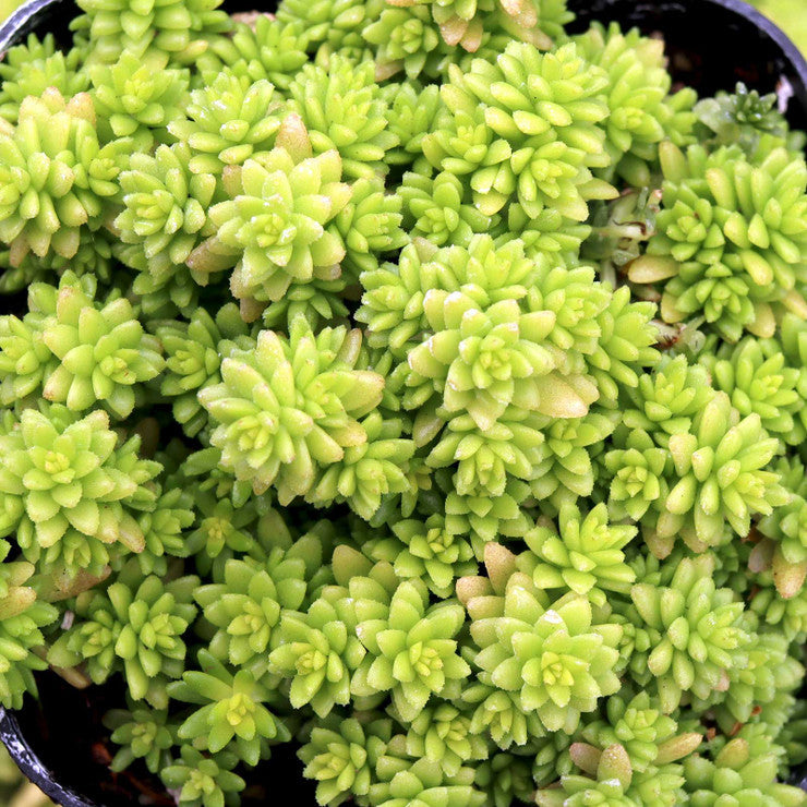 Sedum japonicum 'Tokyo Sun' [large]