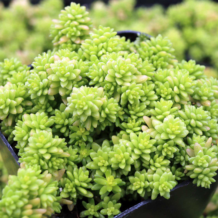 Sedum japonicum 'Tokyo Sun' [large]