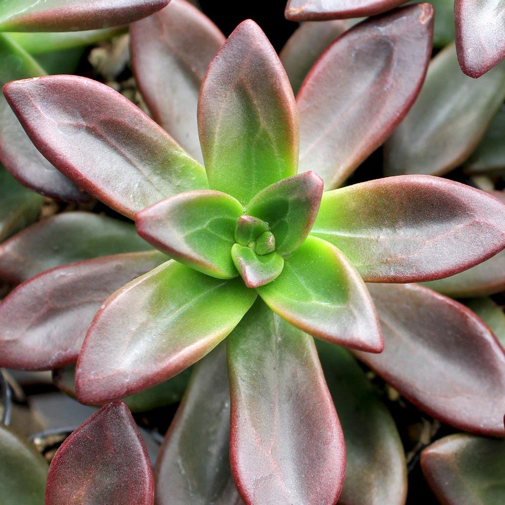 Sedeveria 'Sorrento'